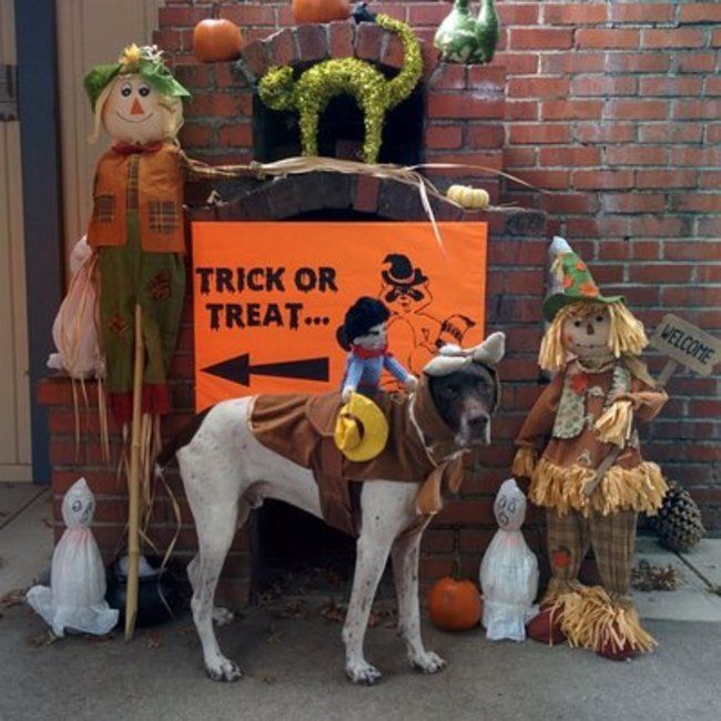 Roughing It camp dog celebrating halloween Roughing It camp dog celebrating halloween